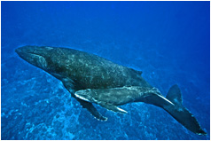 Wale Rurutu